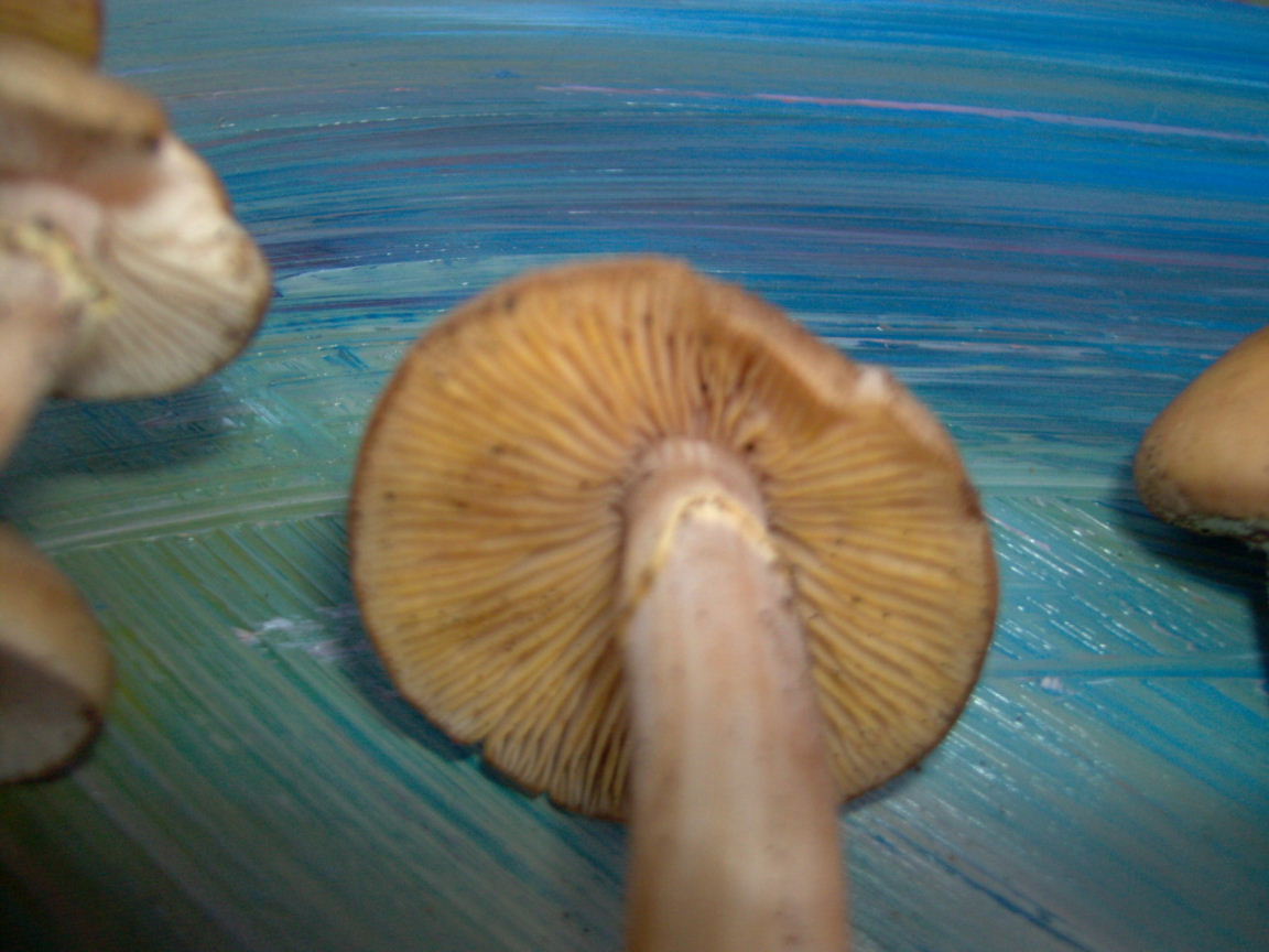 fungo da determinare